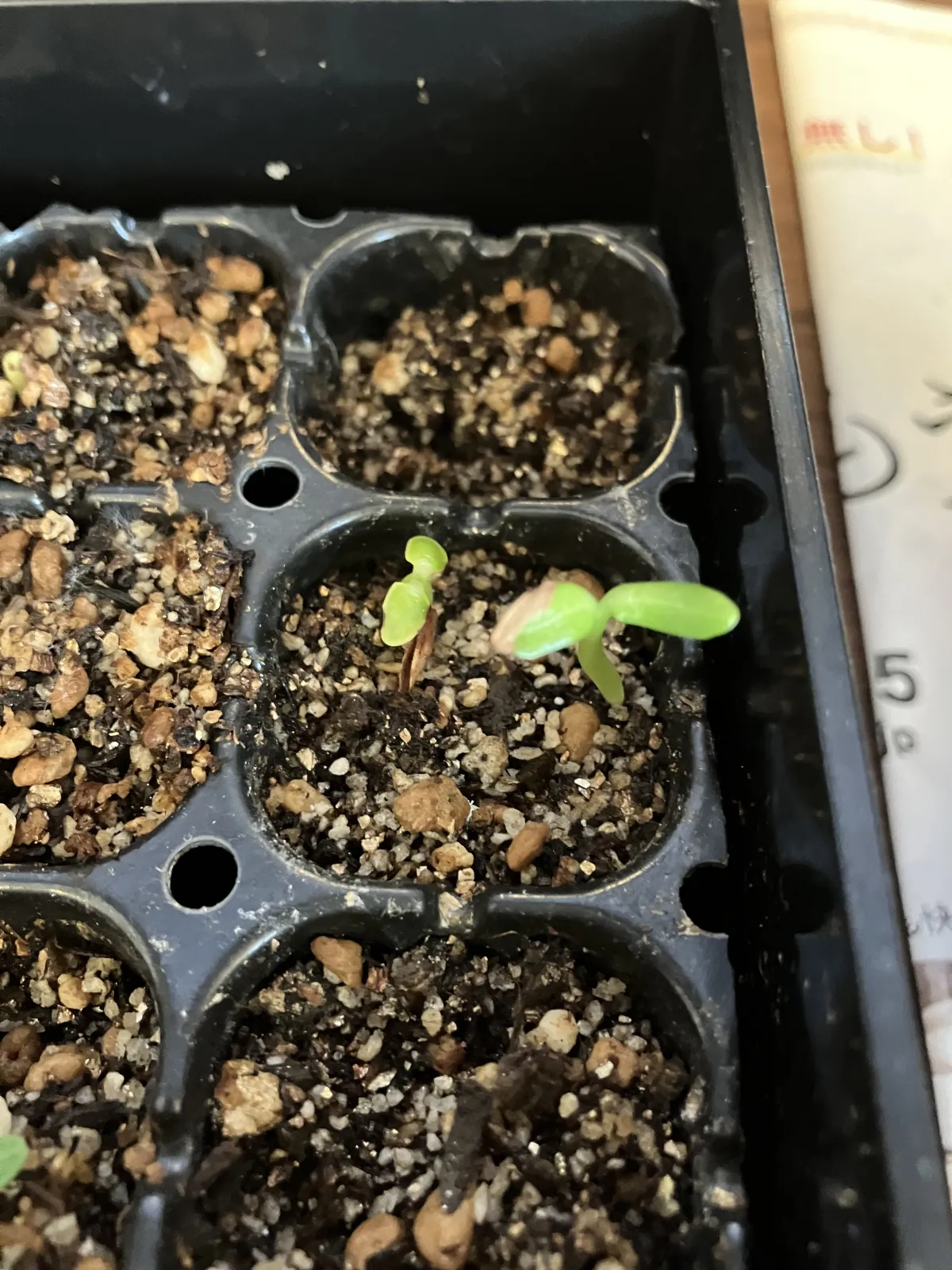 Pachypodium rosulatum ssp. rosulatum (パキポディウム ロスラーツム)