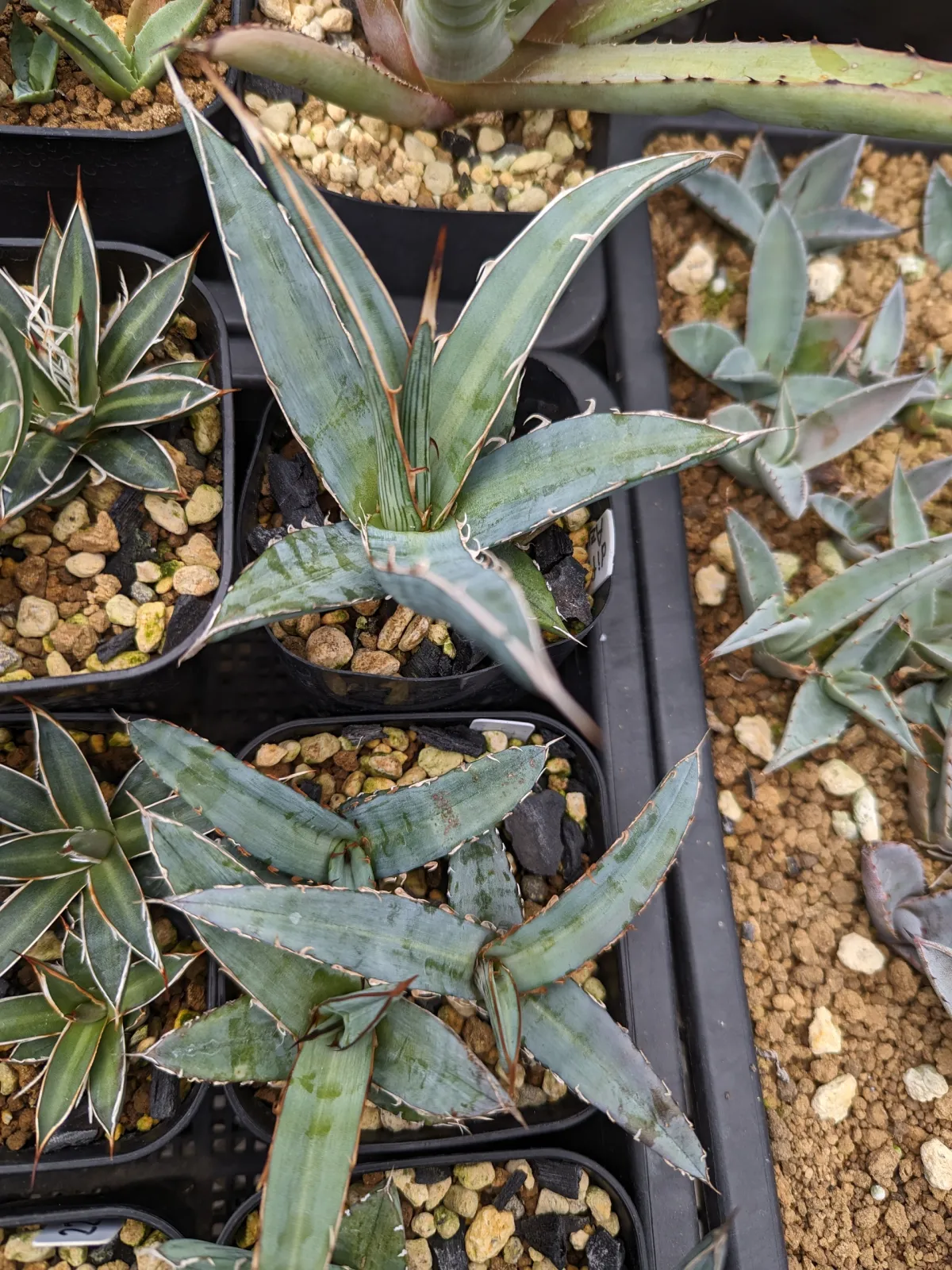 Agave difformis 'Azul' (アガベ ディフォルミス アズール)