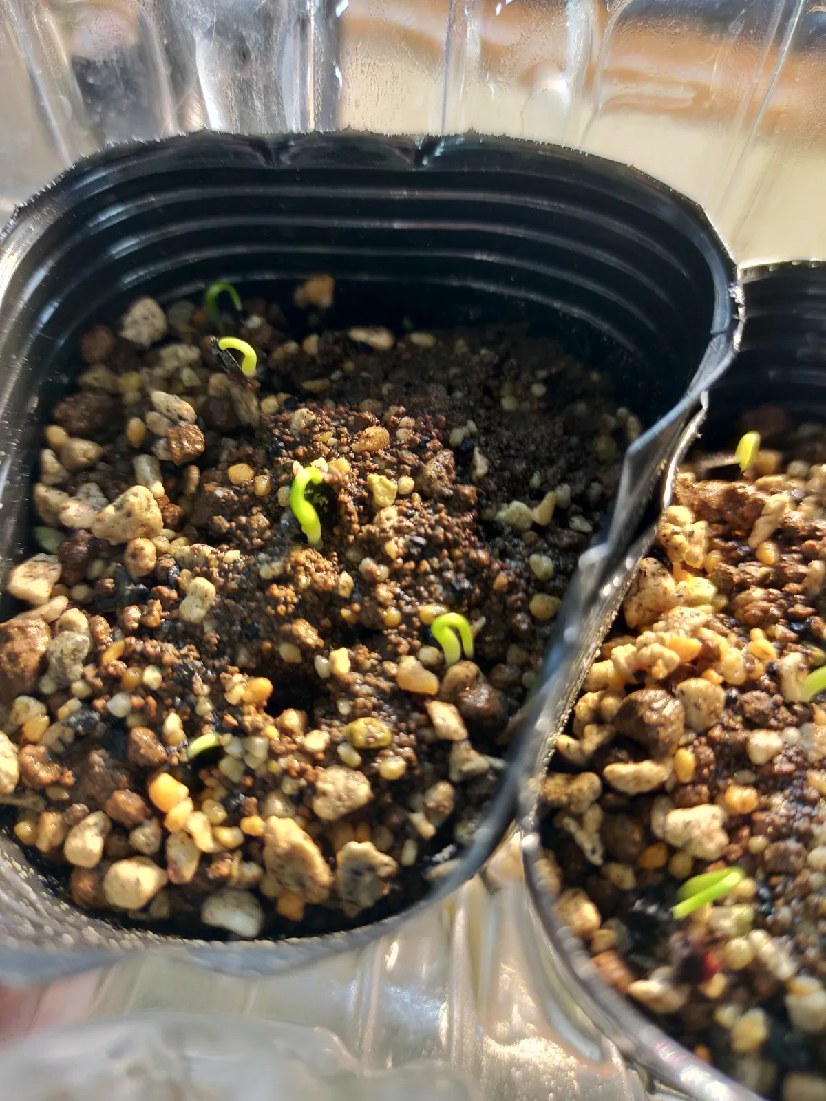 Agave utahensis var. eborispina (アガベ エボリスピナ)