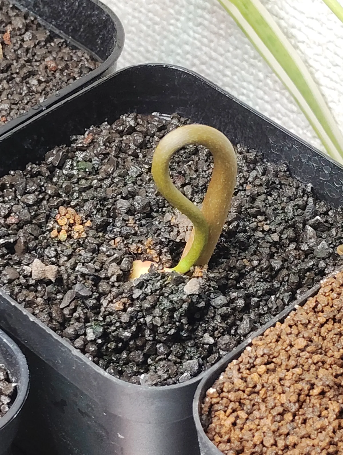 Euphorbia antso (ユーフォルビア アントソ)