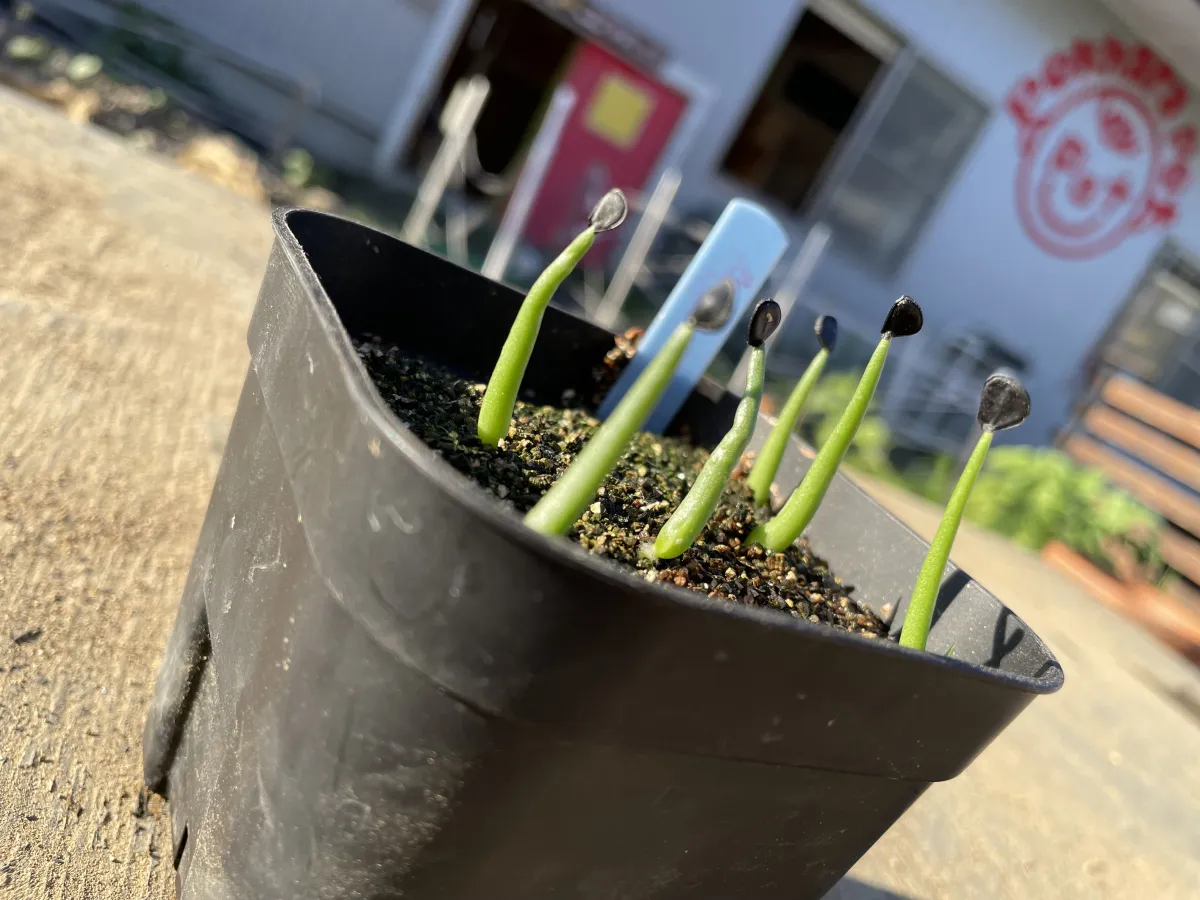 Agave oteroi (アガベ オテロイ)