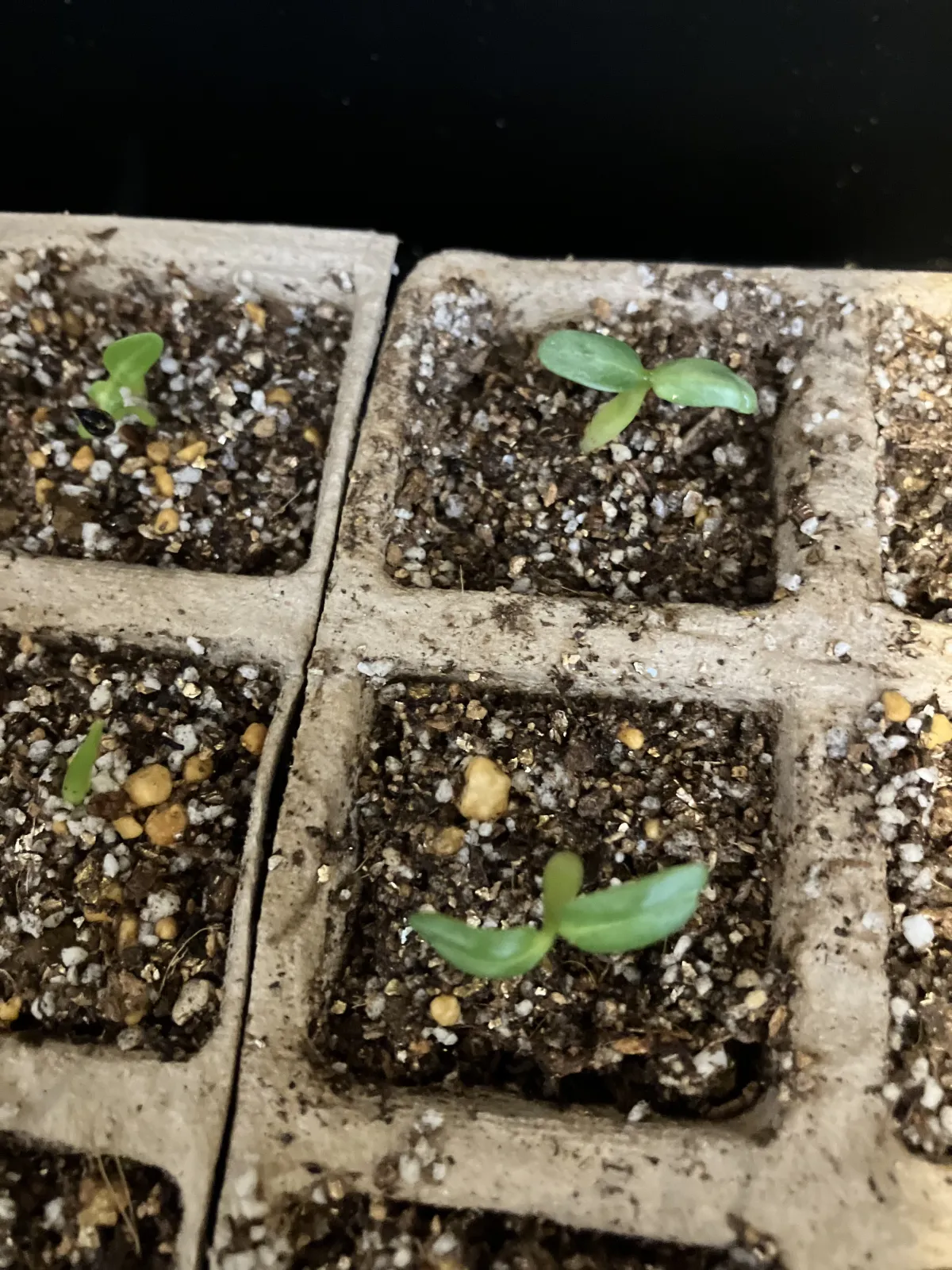 Pachypodium enigmaticum (パキポディウム エニグマチカム)