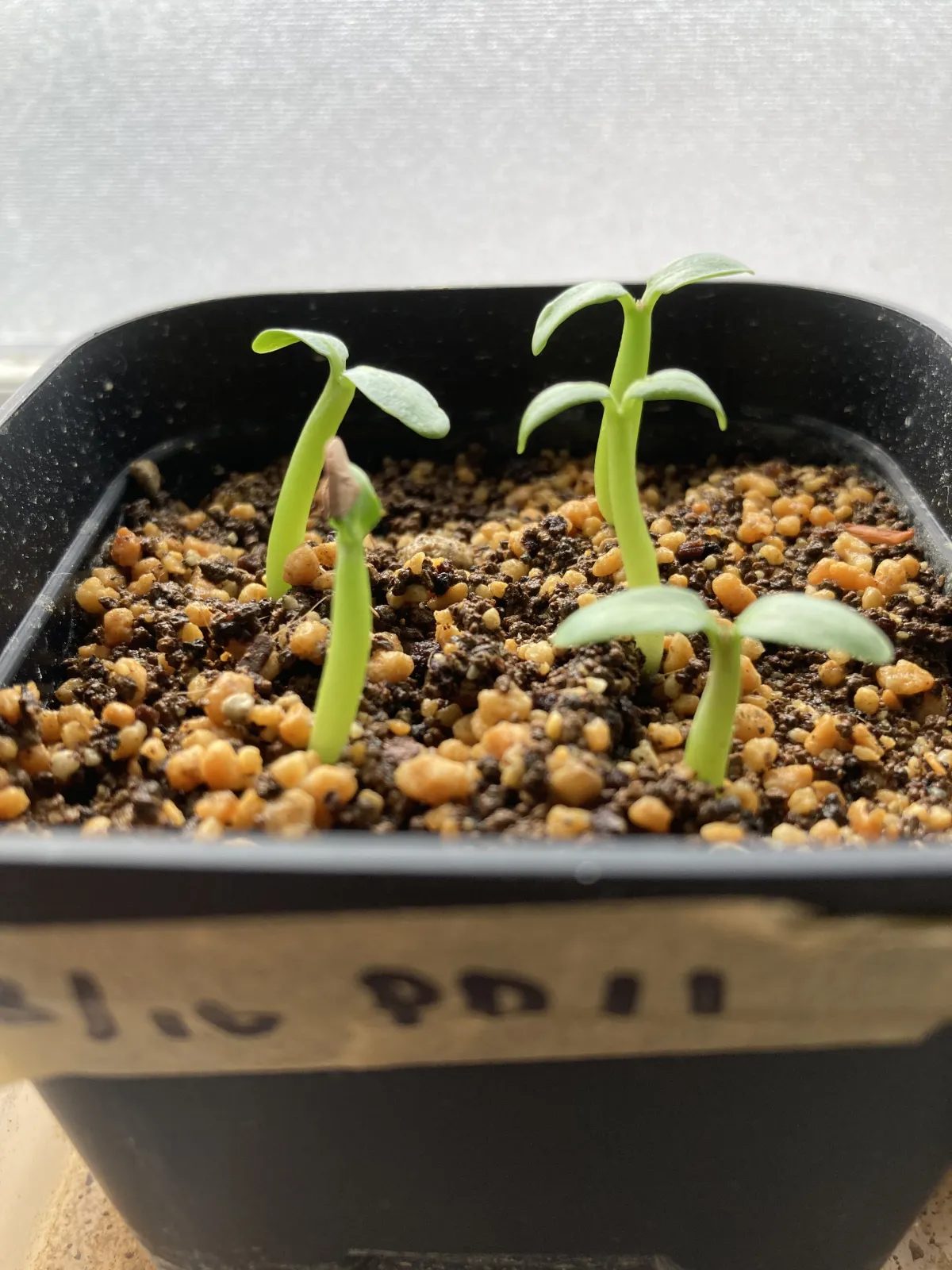 Pachypodium rosulatum ssp. rosulatum (パキポディウム ロスラーツム)
