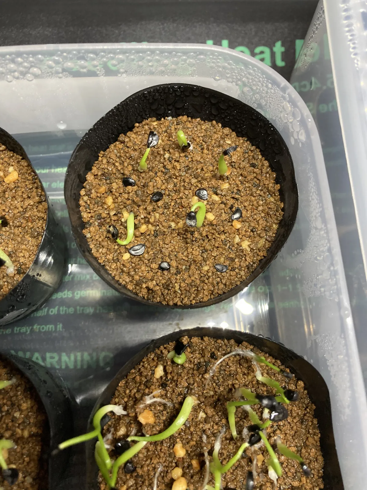 Agave nickelsiae (アガベ ニッケルシー)