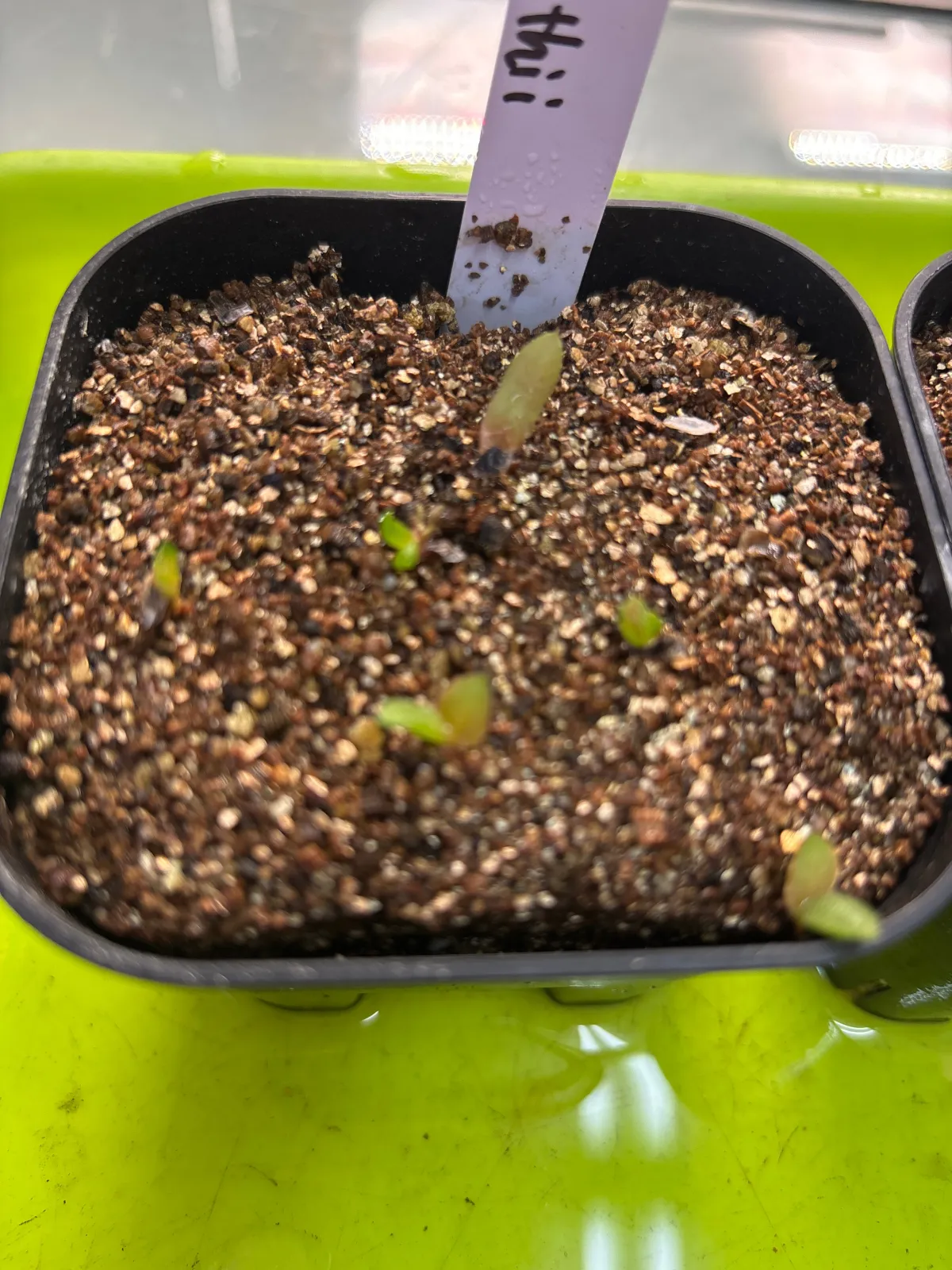 Aloe marlothii subsp. marlothii (アロエ マルロシー)