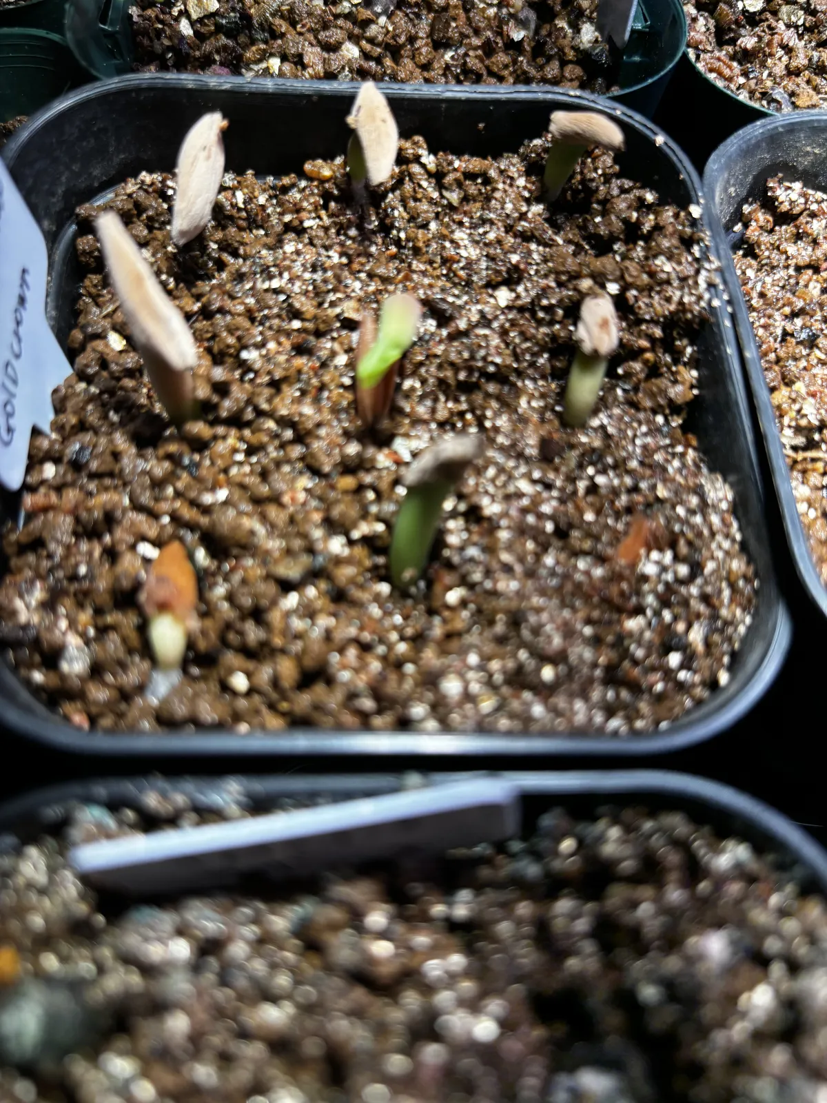 Adenium obesum subsp. obesum Black Gold Crown (アデニウム black gold crown)