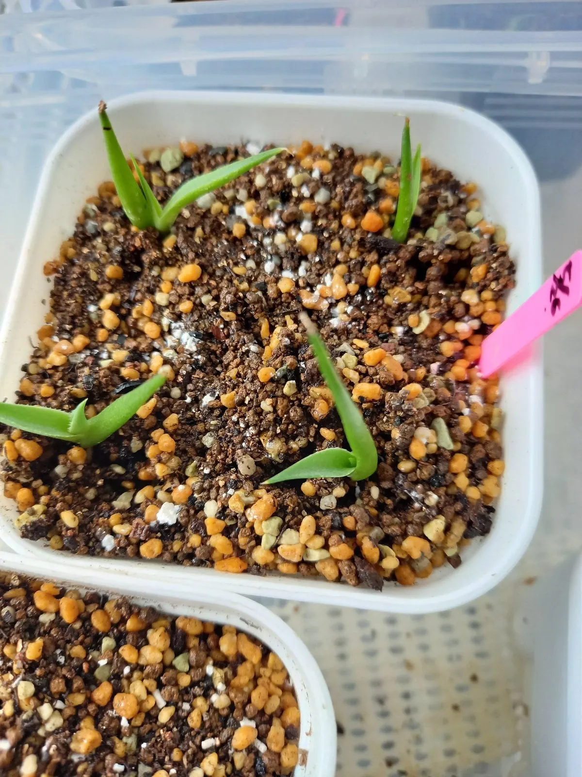 Agave deserti var. deserti (アガベ デザーティ)