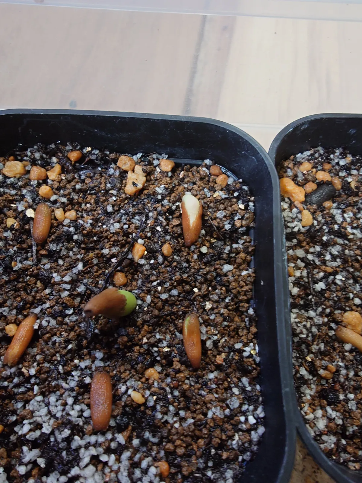 Adenium obesum thai socotranum DHA (アデニウム タイソコ DHA)