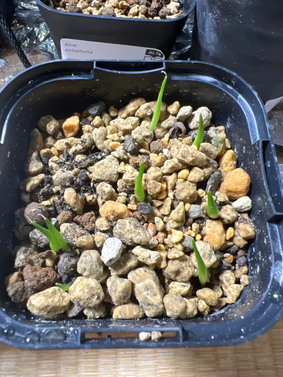 Agave victoriae-reginae 'Huasteca Canyon' (アガベ フアステカキャニオン)