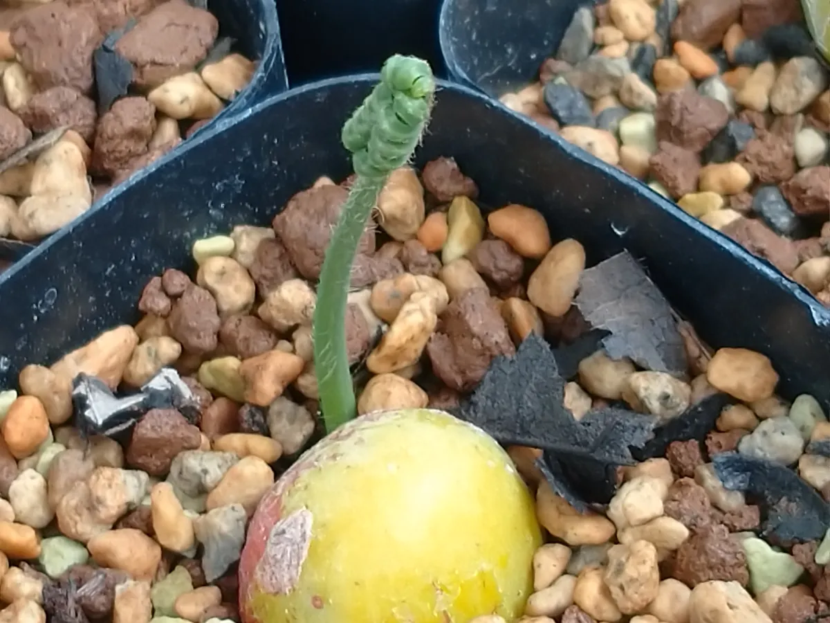 Cycas siamensis 'Dwarf Form' (サイカス サイアメンシスドワーフ)