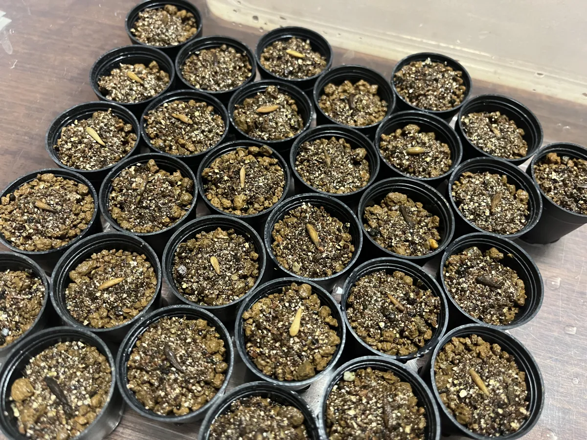 Pachypodium ambongense (パキポディウム アンボンゲンセ)