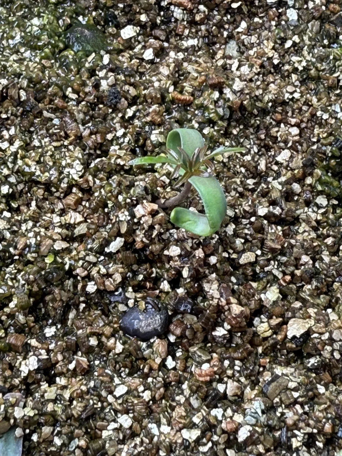 Operculicarya pachypus (オペルクリカリア パキプス2025D)