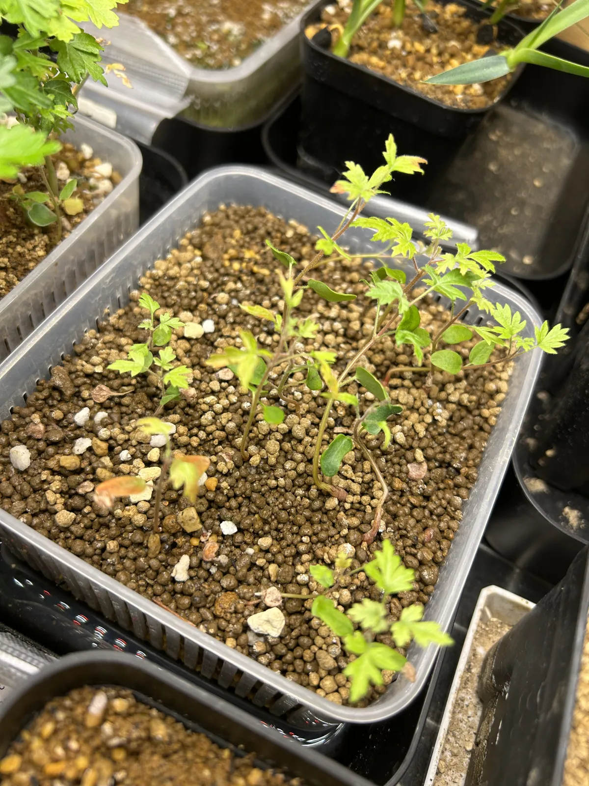 Pachycormus discolor (パキコルムス ディスカラー)