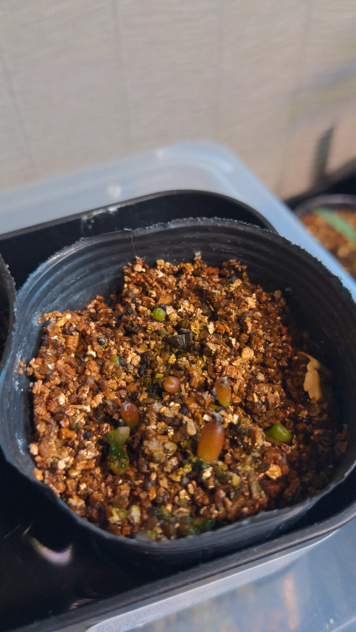 Ariocarpus fissuratus var. hintonii (アリオカルプス ヒントニー 亀甲牡丹)