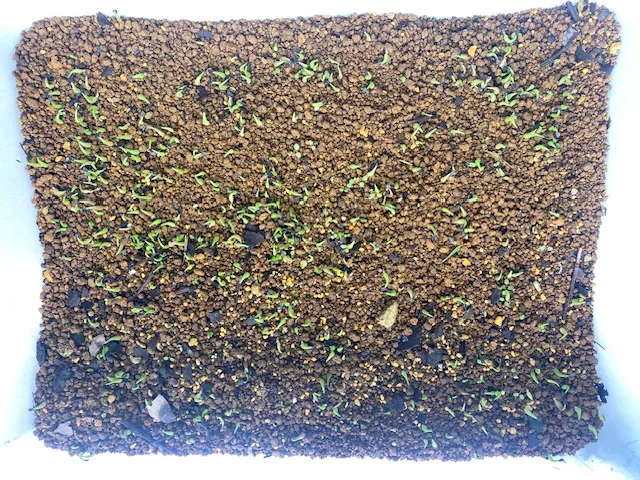 Agave oteroi (アガベ オテロイ)