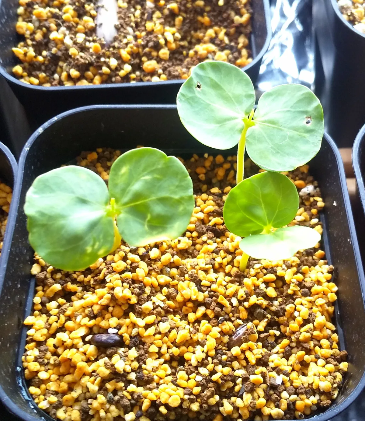 Senna singueana (センナ シンゲアナ)