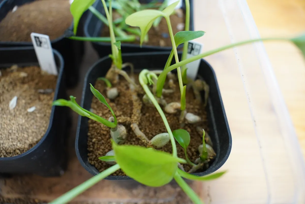 Monstera deliciosa (モンステラ デリシオーサ)