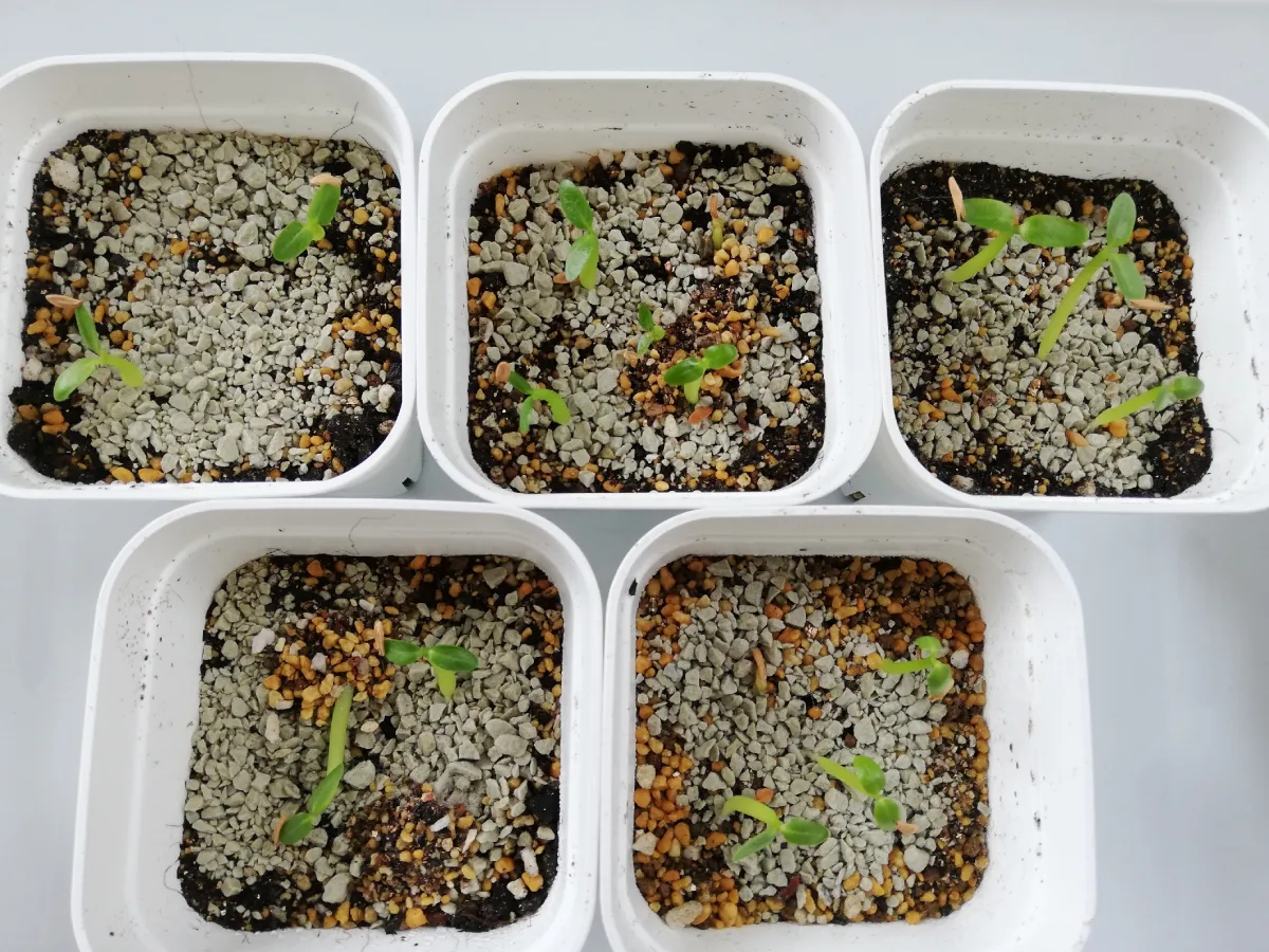 Pachypodium rosulatum ssp. rosulatum (パキポディウム ロスラーツム)