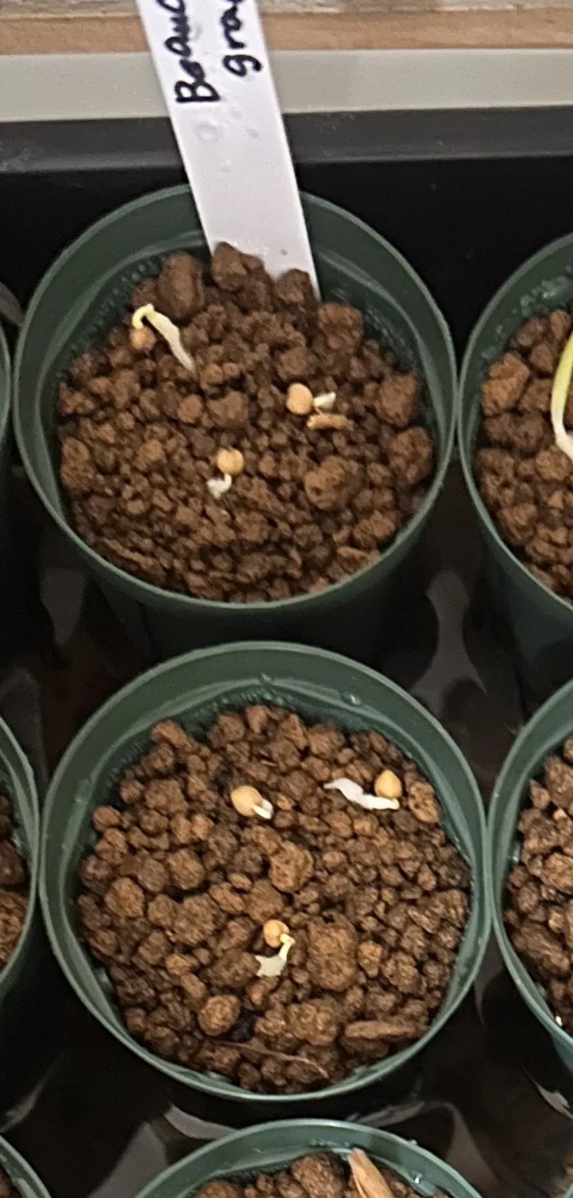 Beaucarnea gracilis (ボーカルネア グラキリス)