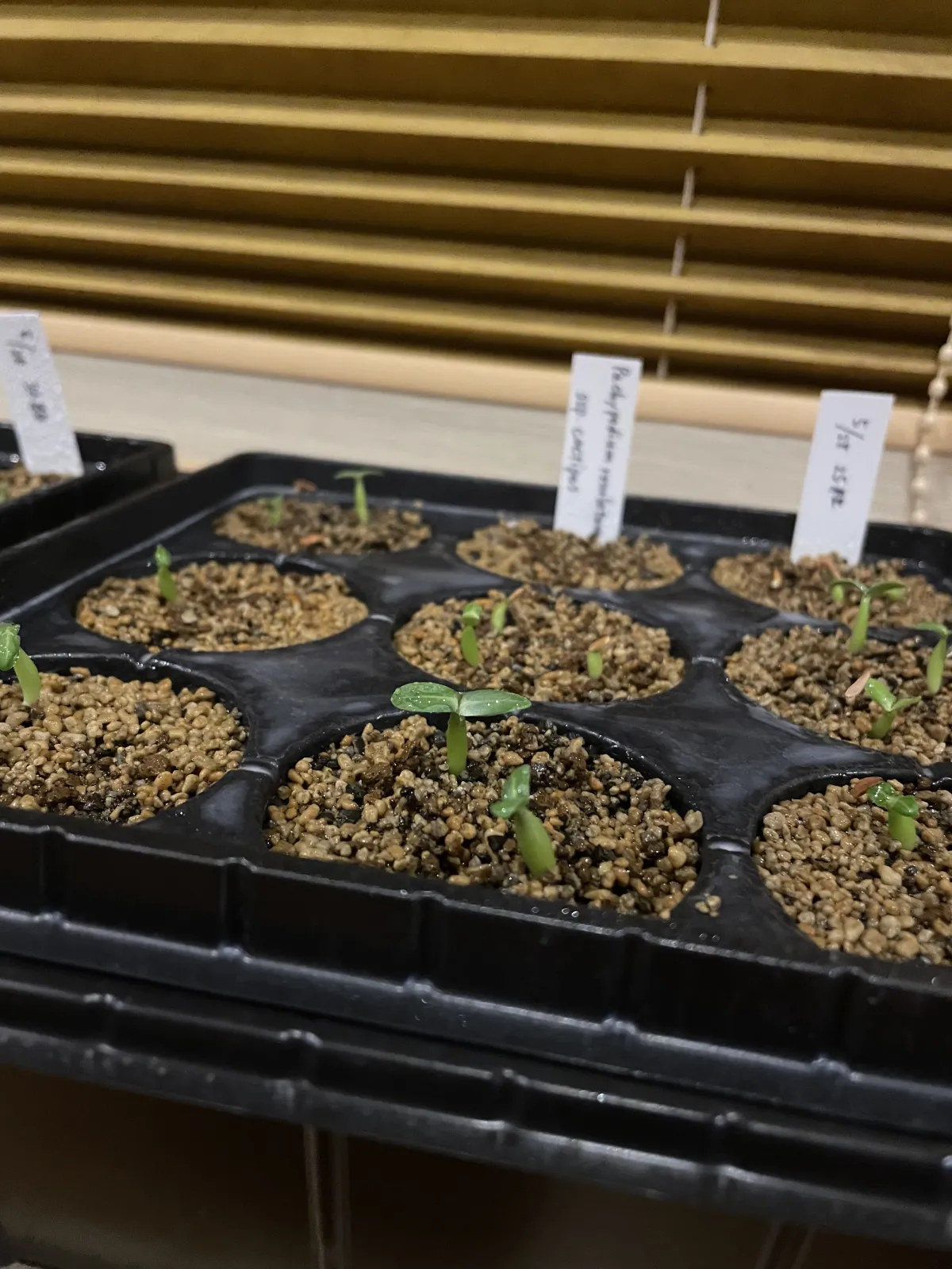 Pachypodium rosulatum ssp. cactipes (パキポディウム カクチペス)