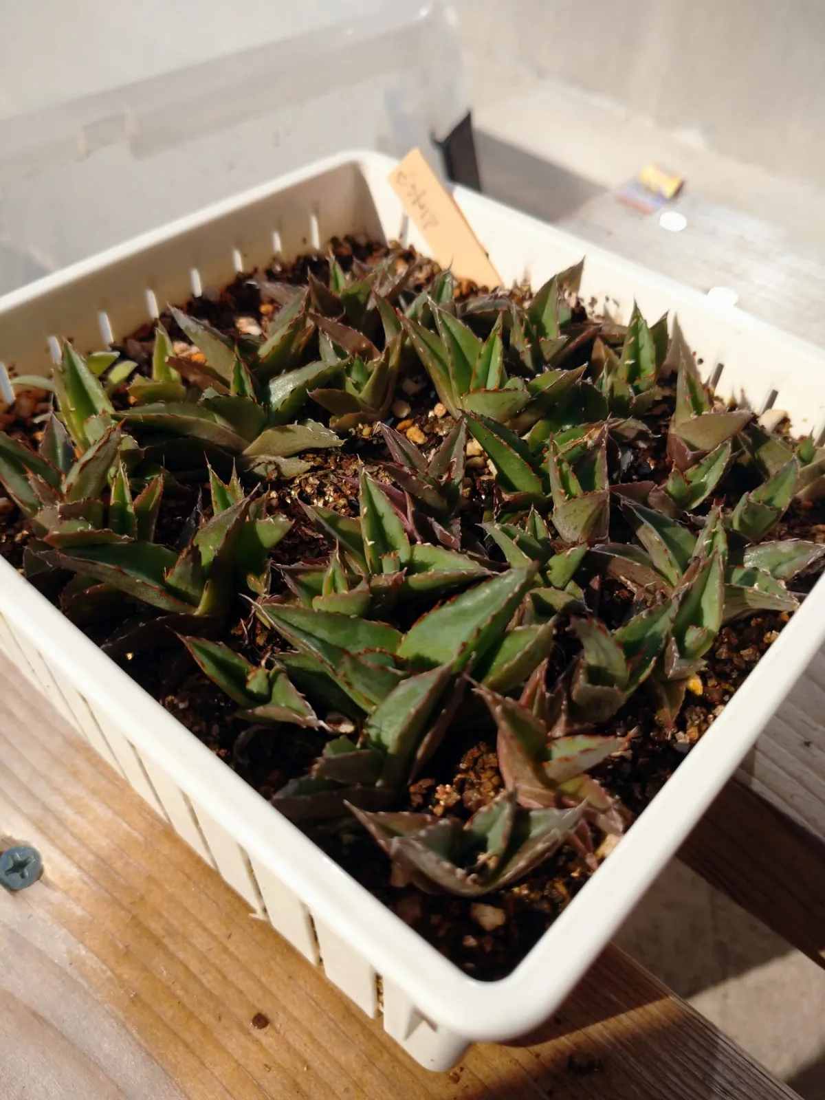 Agave victoriae-reginae Compacta (アガベ ビクトリアレジーナコンパクト)
