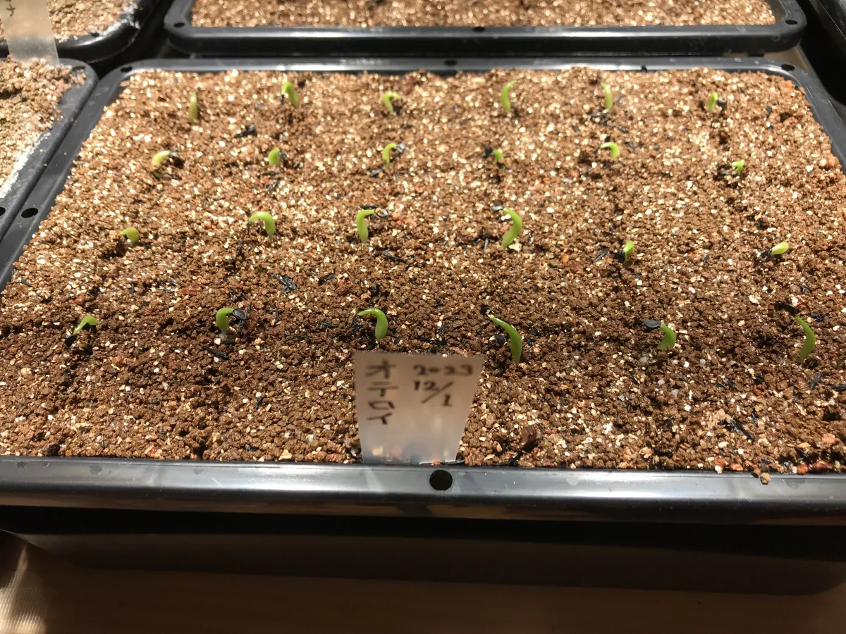 Agave oteroi (アガベ オテロイ)