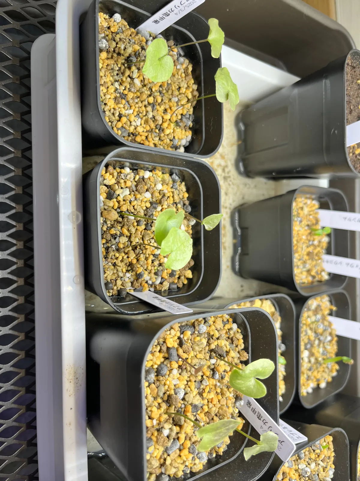 Dioscorea elephantipes (ディオスコレア エレファンティペス アフリカ亀甲竜)