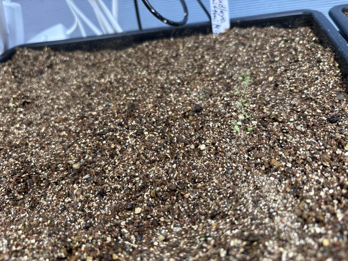 Dudleya brittonii (ダドレヤ ブリトニー ミシオン)