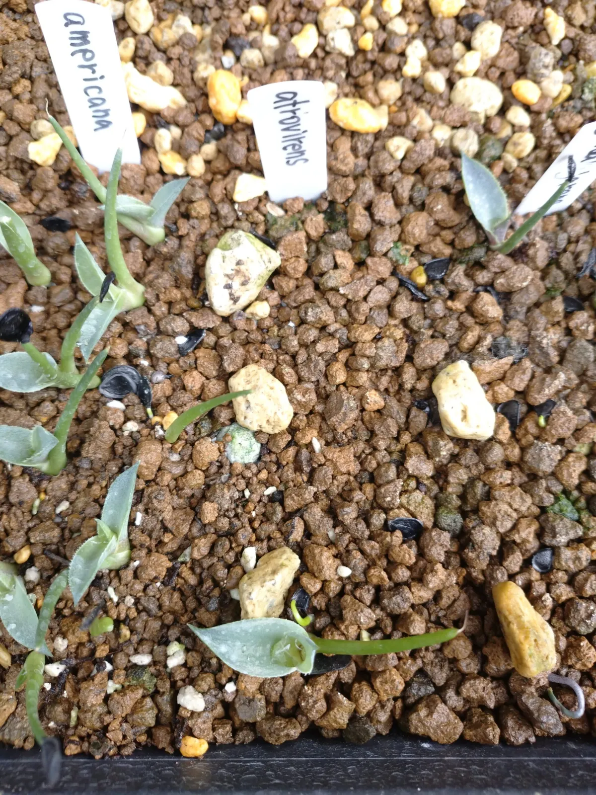 Agave atrovirens var. atrovirens (アガベ アトロビレンス)