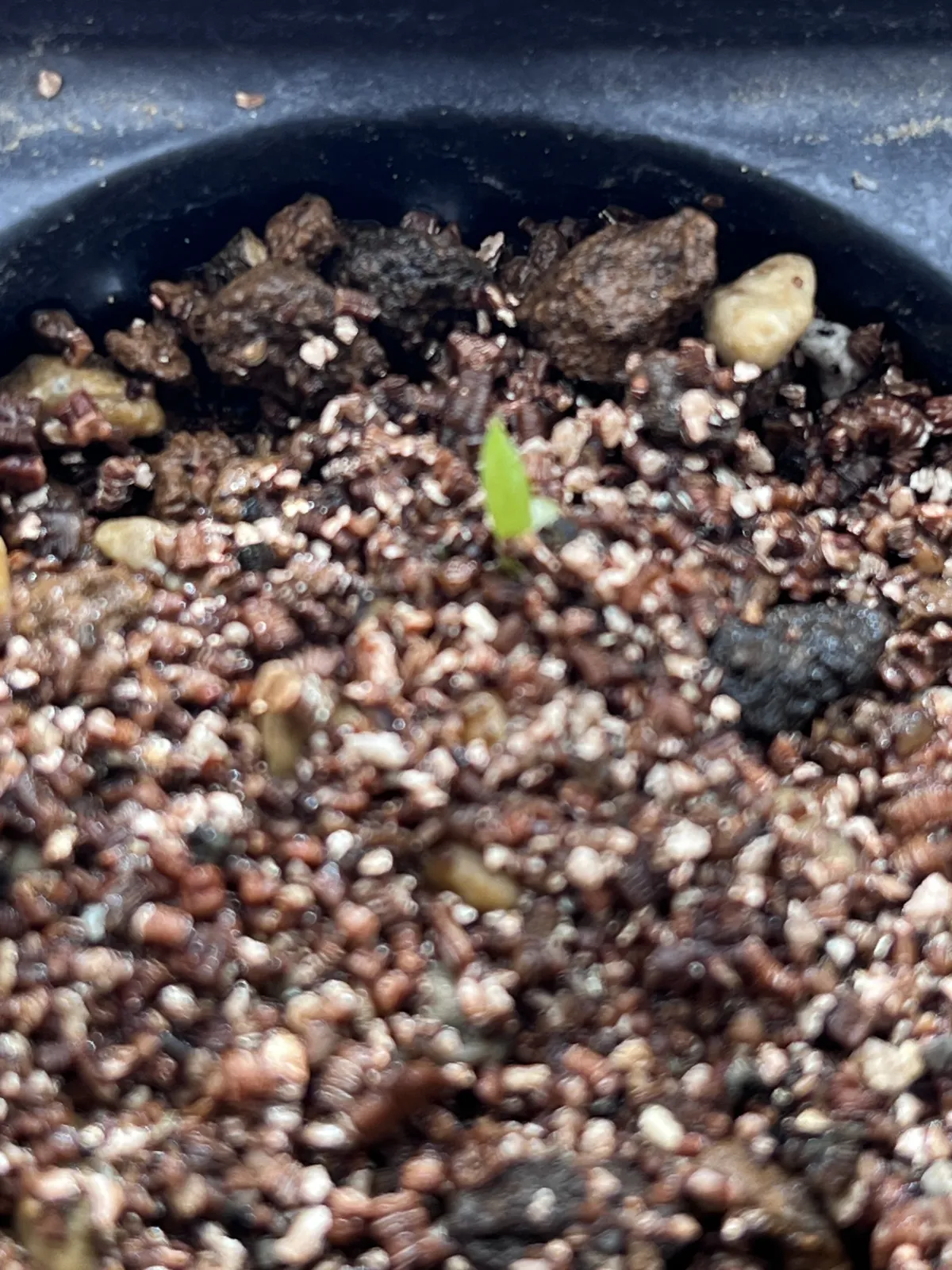 Aloe aculeata (アロエ アクレアータ)