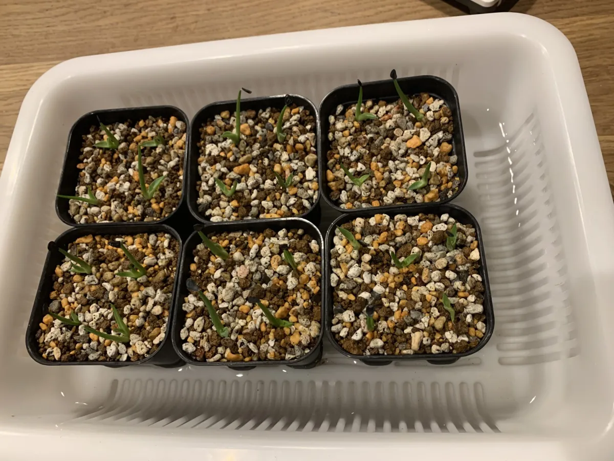 Agave montana (アガベ モンタナ)