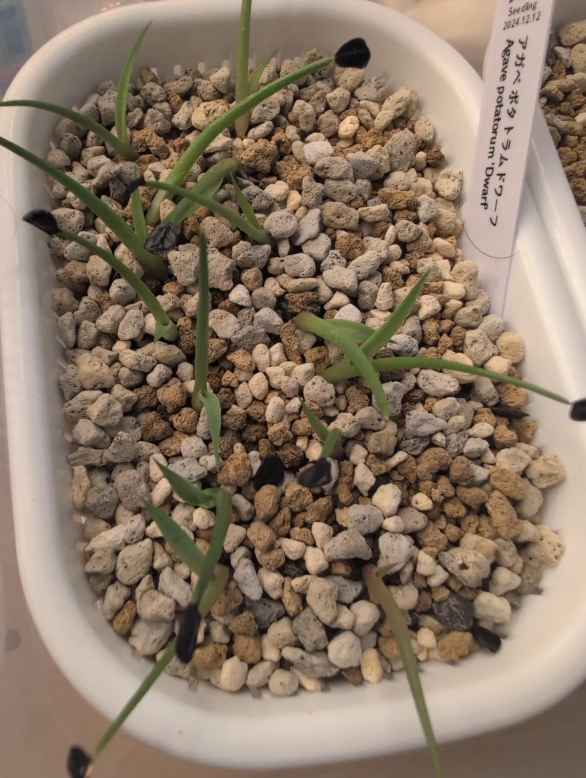 Agave potatorum Dwarf (アガベ ポタトラムドワーフ)