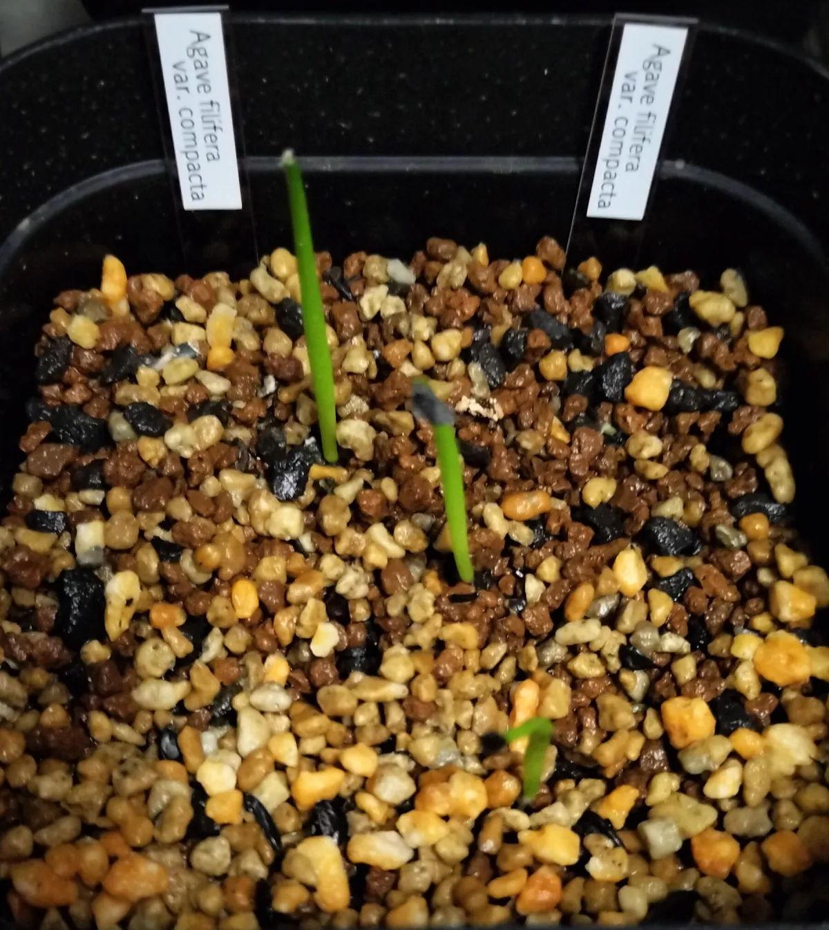 Agave filifera var. compacta (アガベ フィリフェラコンパクタ)