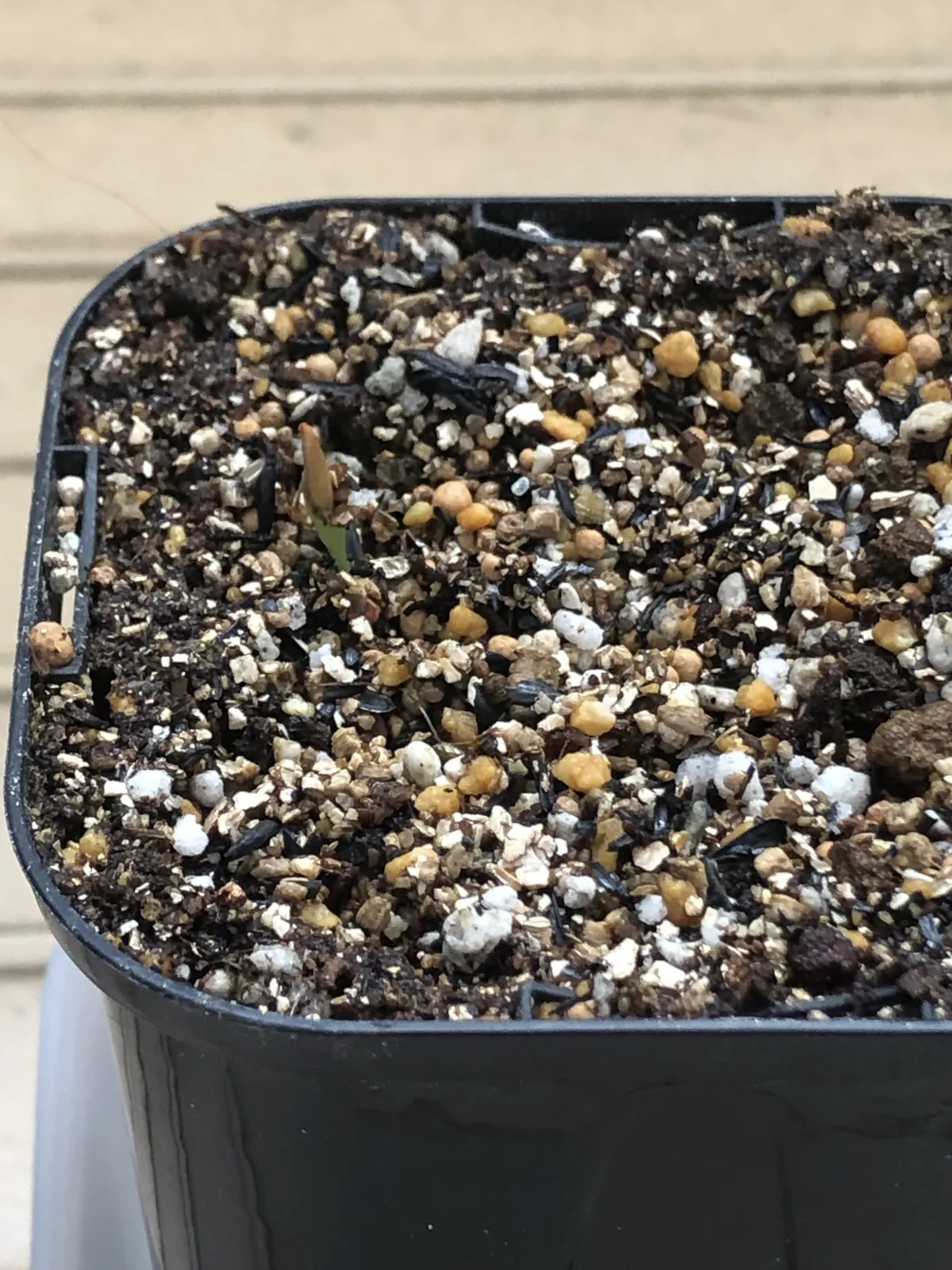 Pachypodium rosulatum var. gracilius (パキポディウム グラキリス)