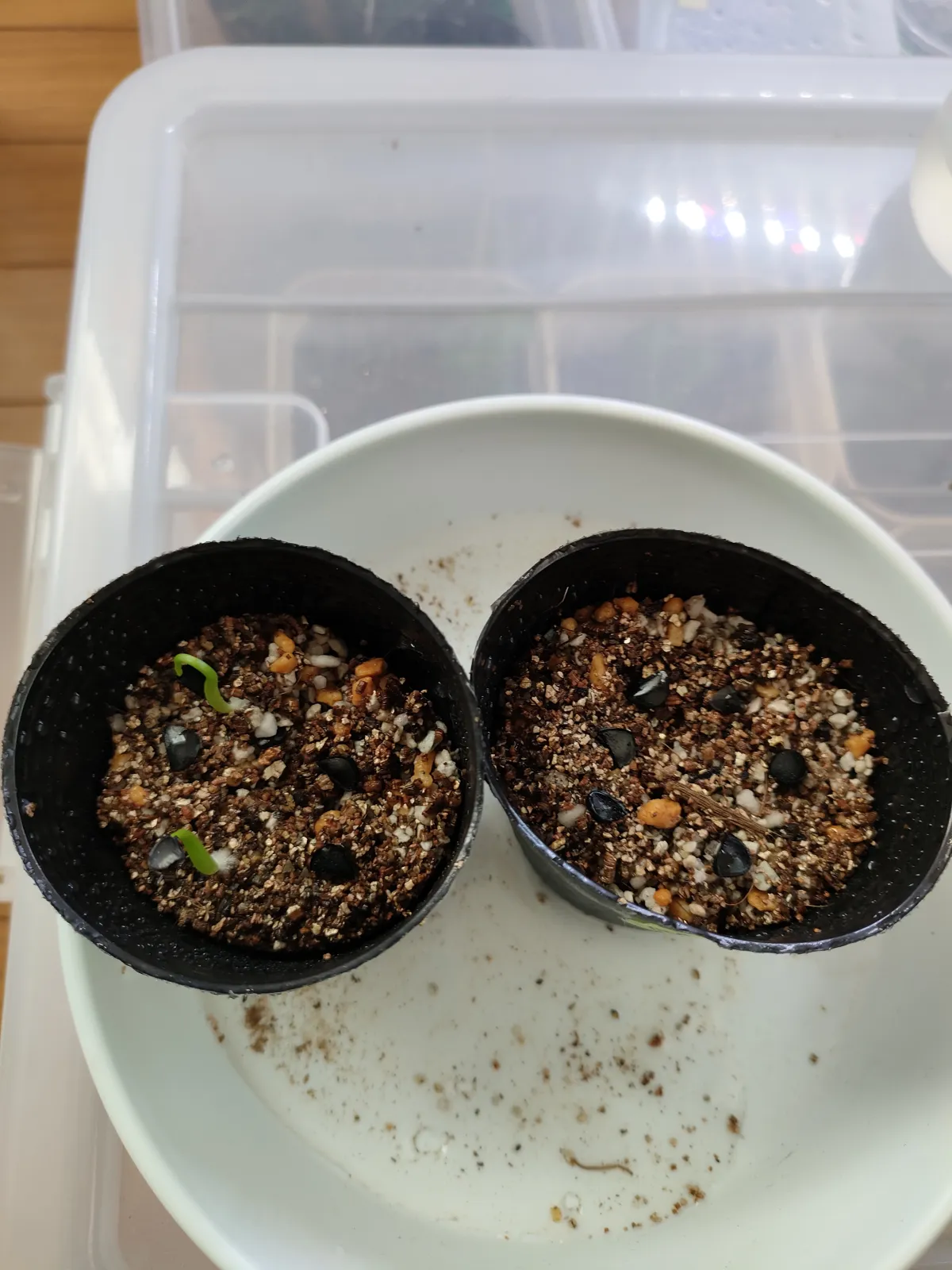 Agave cerulata subsp. cerulata (アガベ セルラータ)