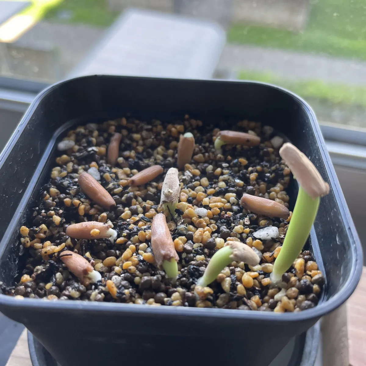 Adenium arabicum Black Giant (アデニウム アラビカム ブラックジャイアント)