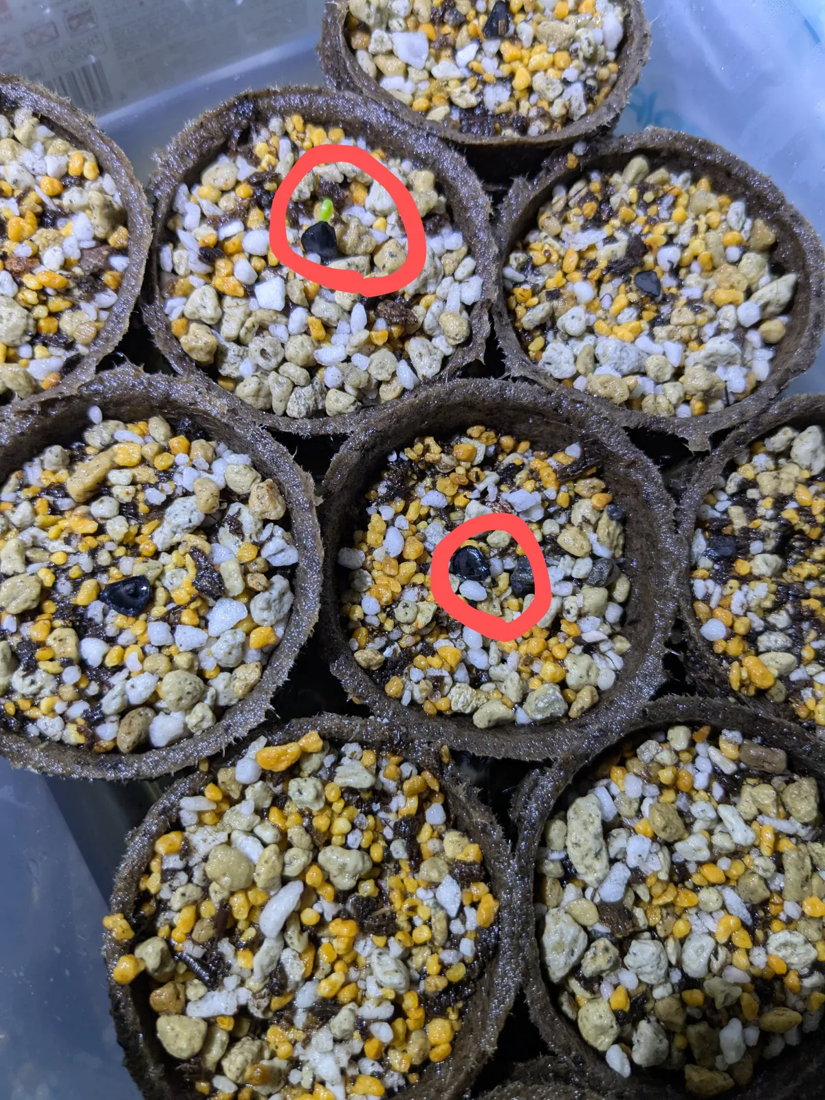 Agave parryi var. truncata (アガベ パリー トランカータ)