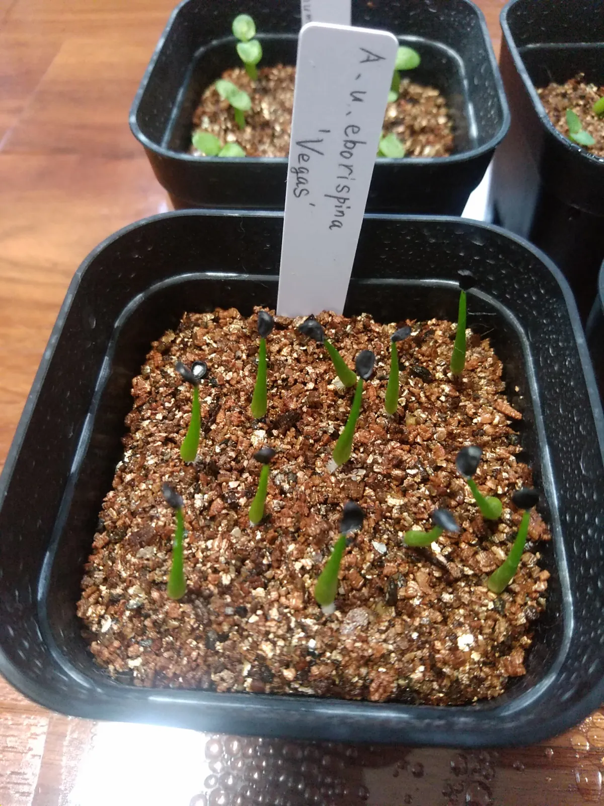 Agave utahensis var. eborispina 'Vegas' (アガベ エボリスピナ ヴェガス)