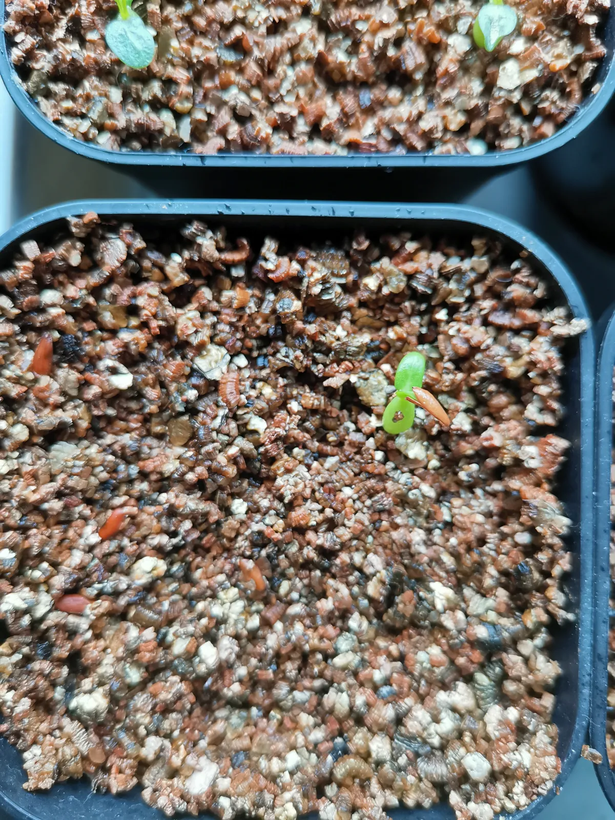 Pachypodium rosulatum var. gracilius (パキポディウム グラキリス)