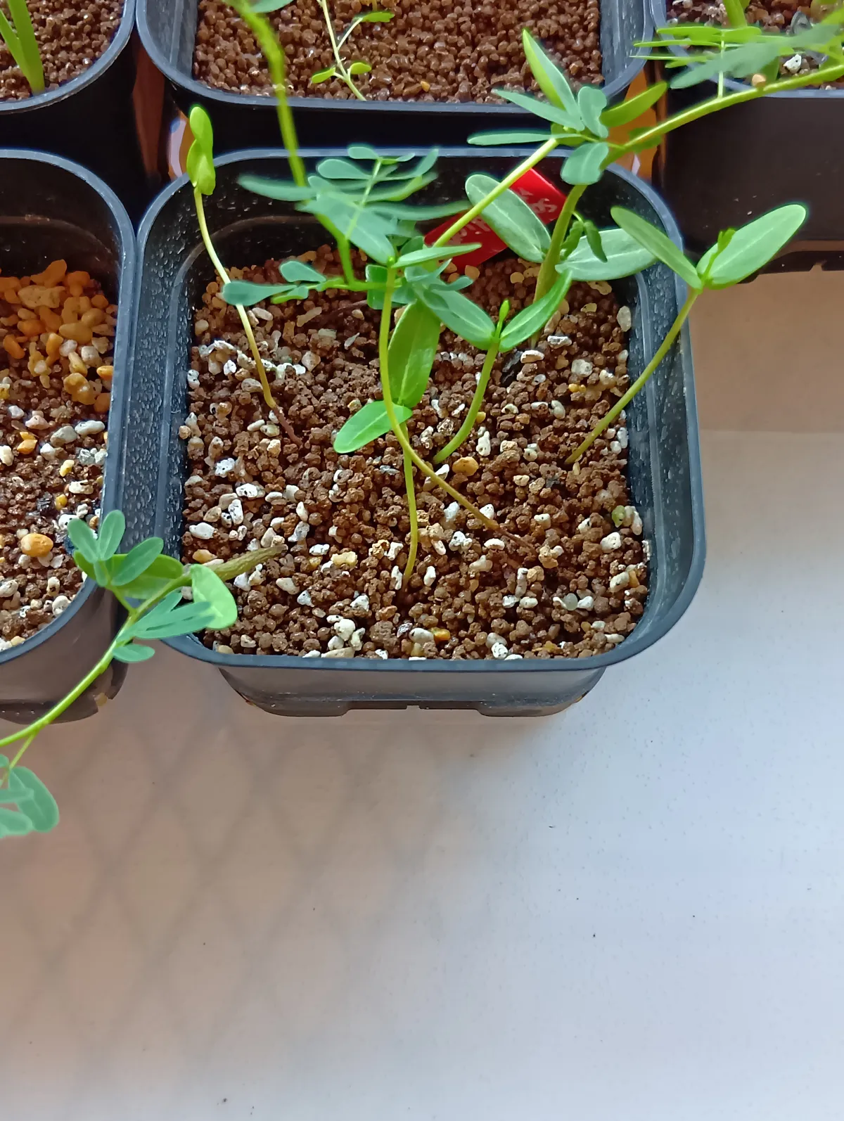 Senna meridionalis (センナ メリディオナリス)