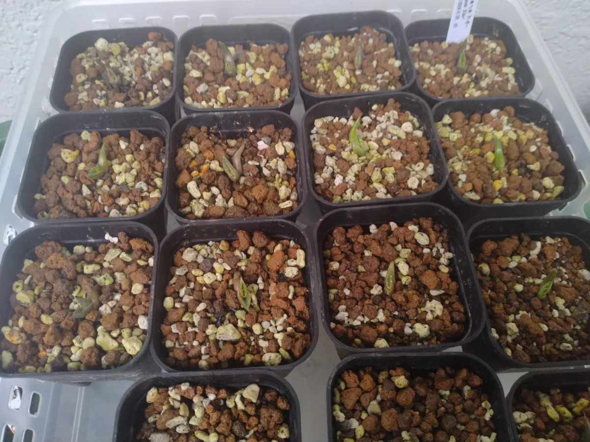 Agave titanota 'Blue' (アガベ チタノタブルー)