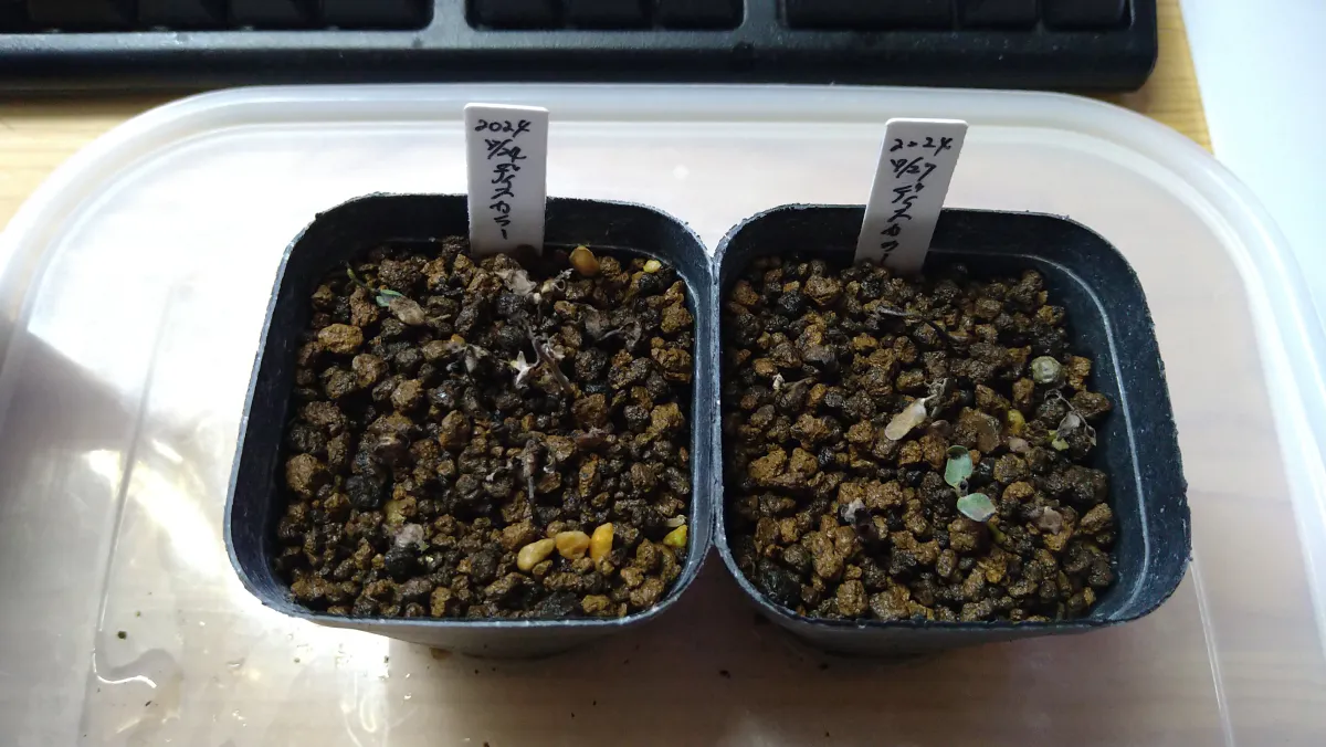 Pachycormus discolor (パキコルムス ディスカラー)