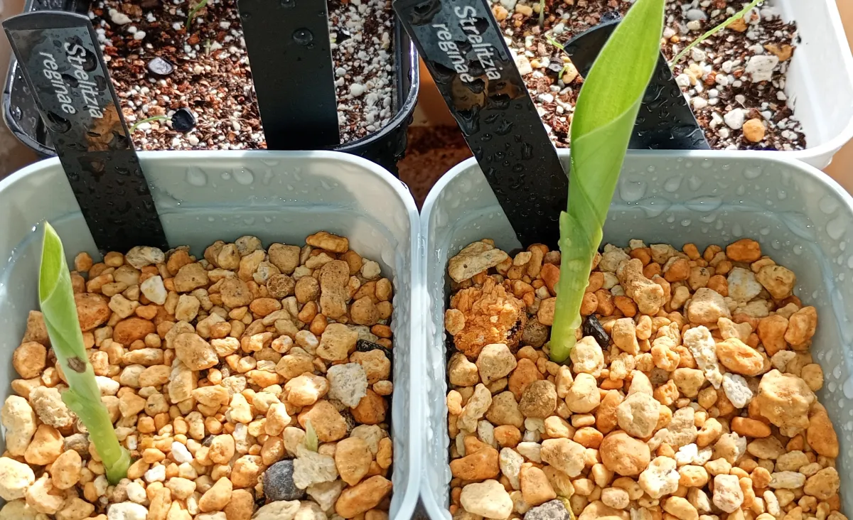 Strelitzia reginae (ストレリチア レジーナ)