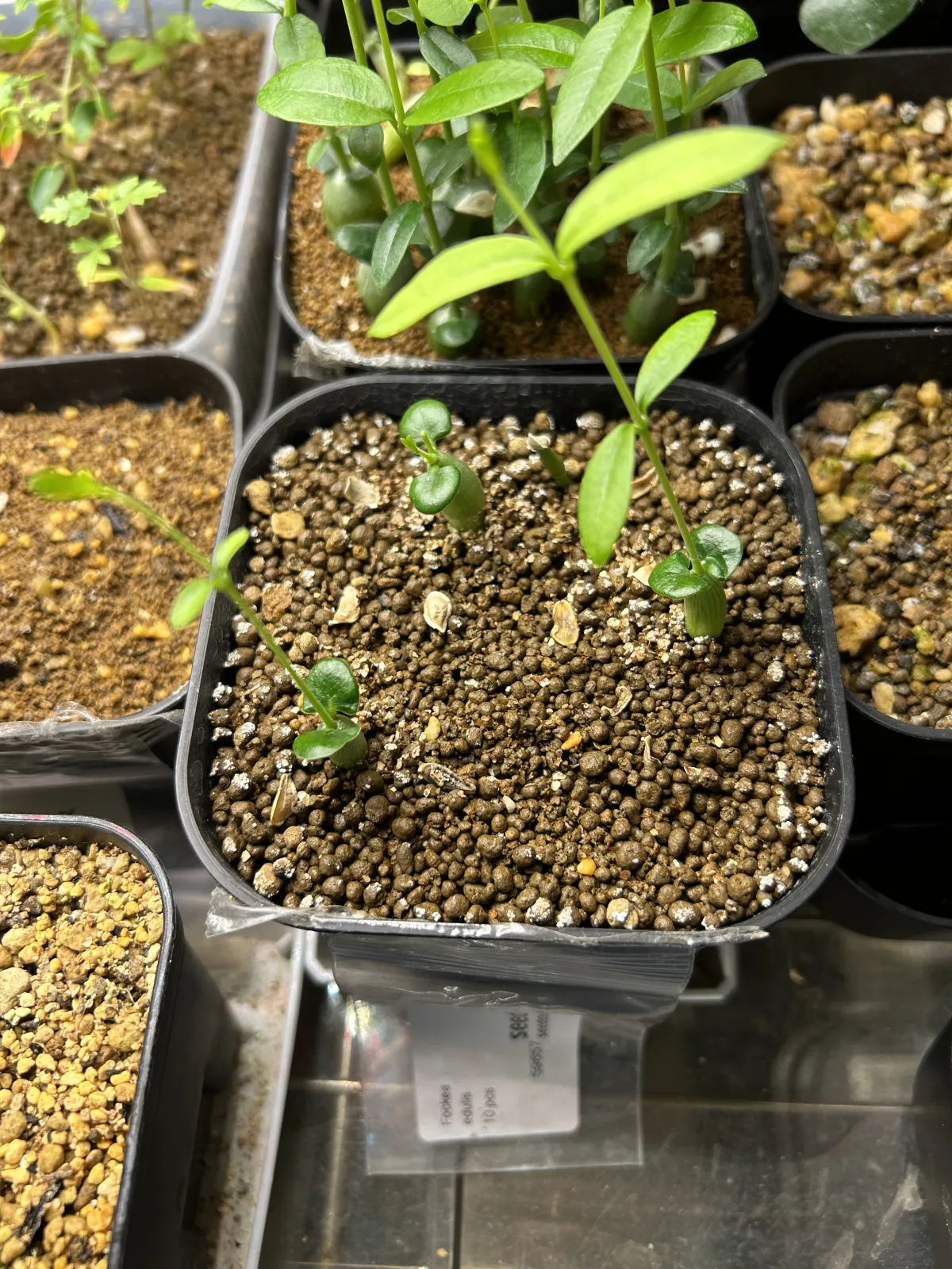 Fockea edulis (フォッケア 火星人)