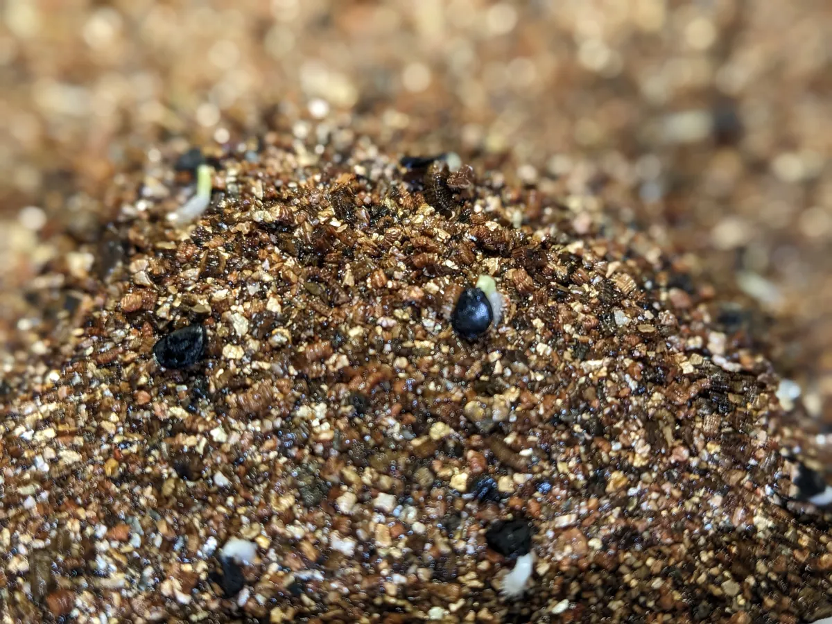 Agave utahensis var. eborispina (アガベ エボリスピナ)