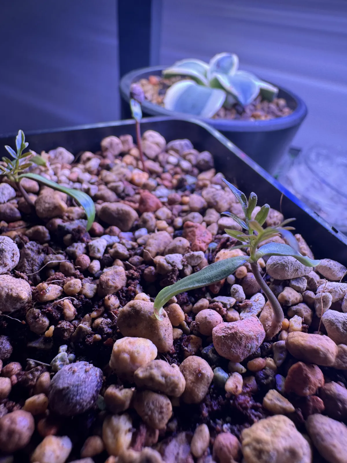 Operculicarya pachypus (オペルクリカリア パキプス)