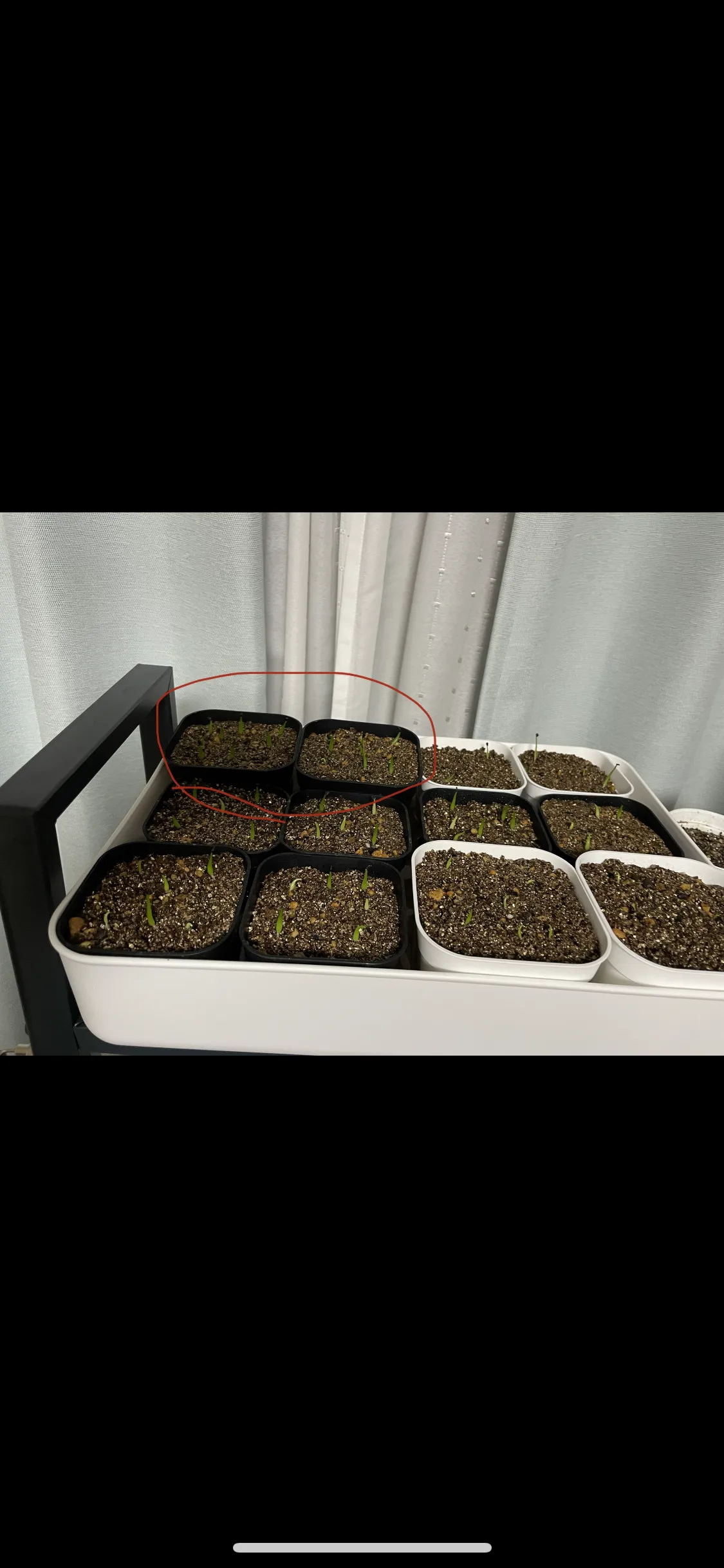 Agave victoriae-reginae (アガベ ビクトリアレジーナエ 笹の雪)