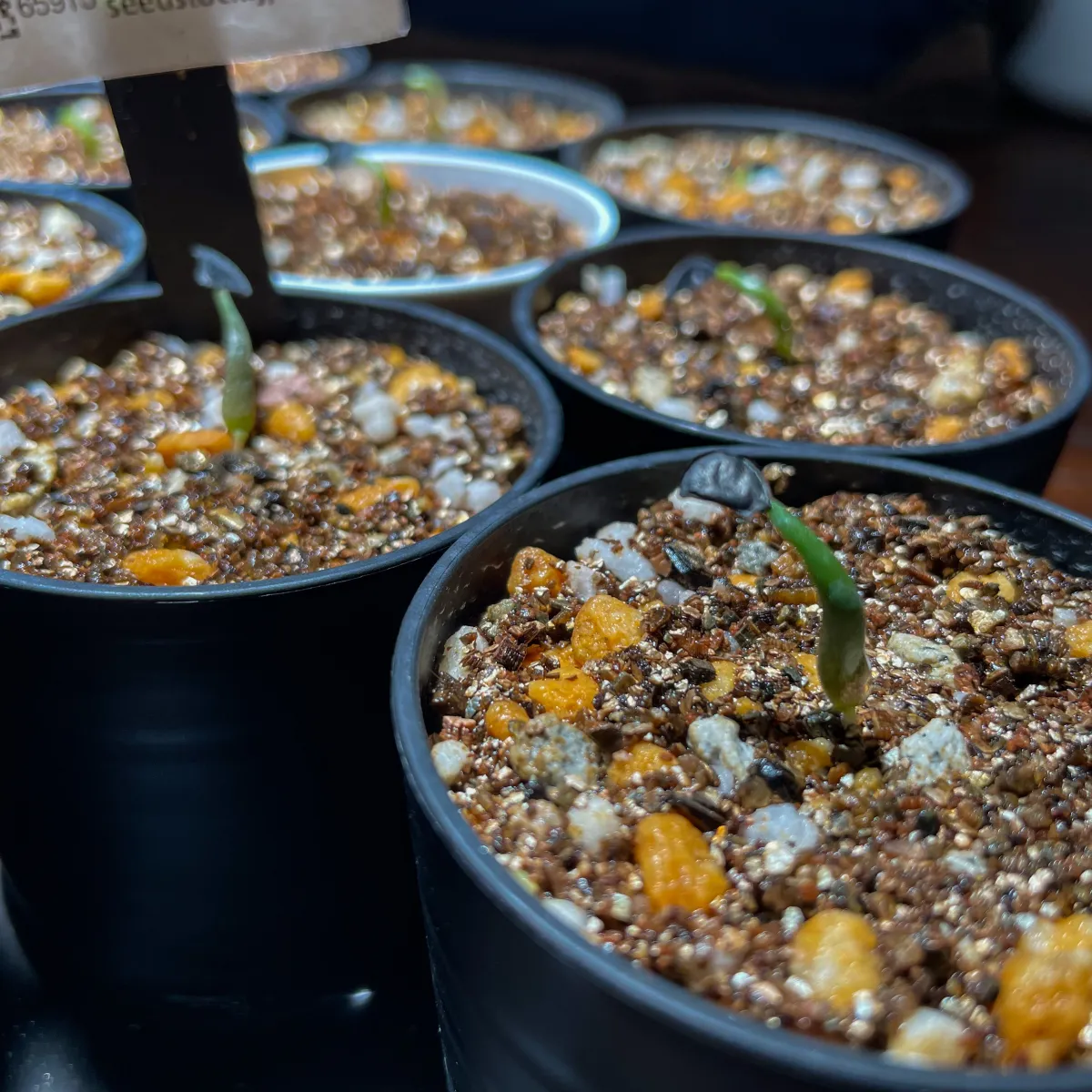 Agave isthmensis (アガベ イシスメンシス)