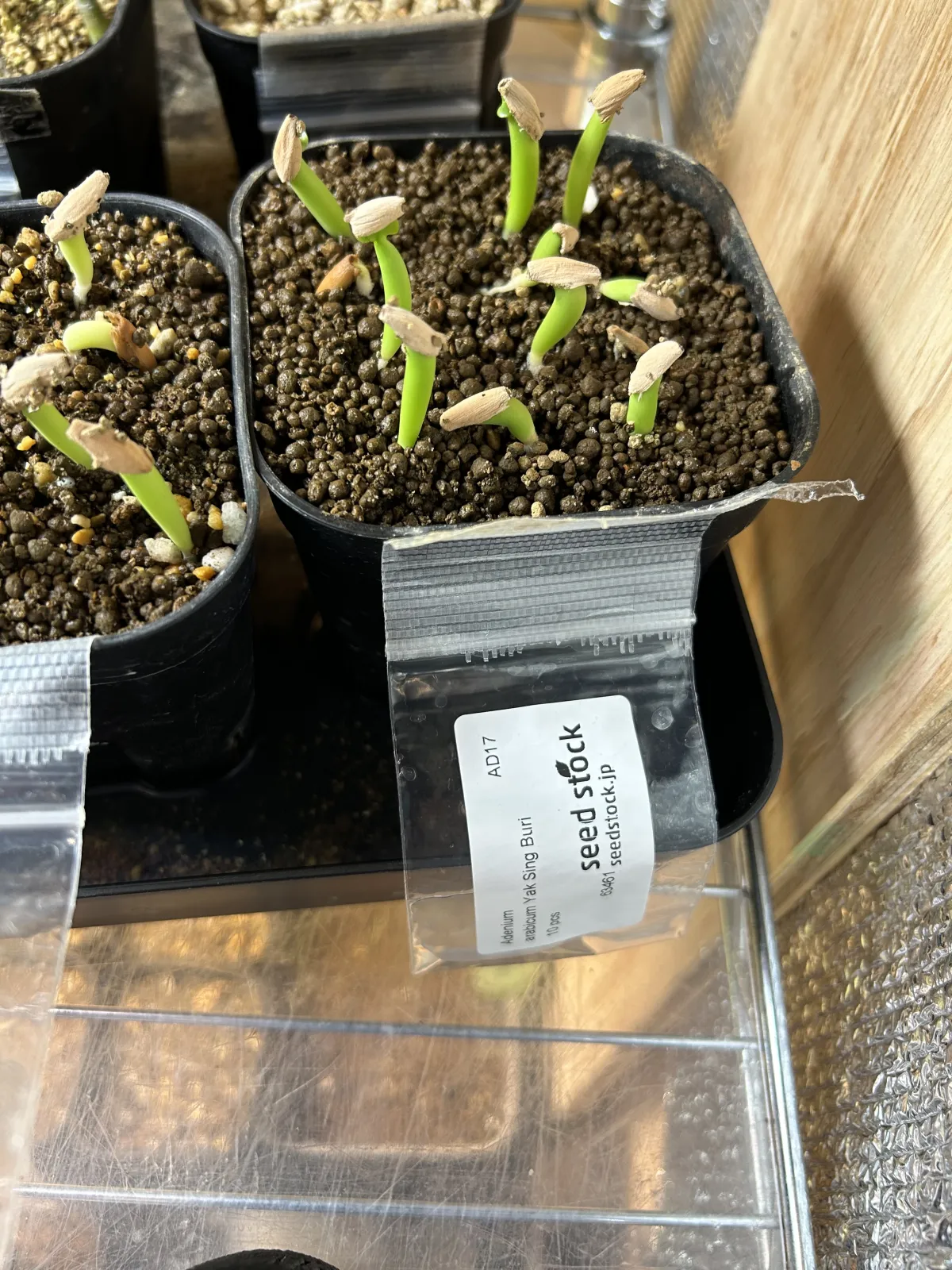 Adenium arabicum (アデニウム アラビカム)