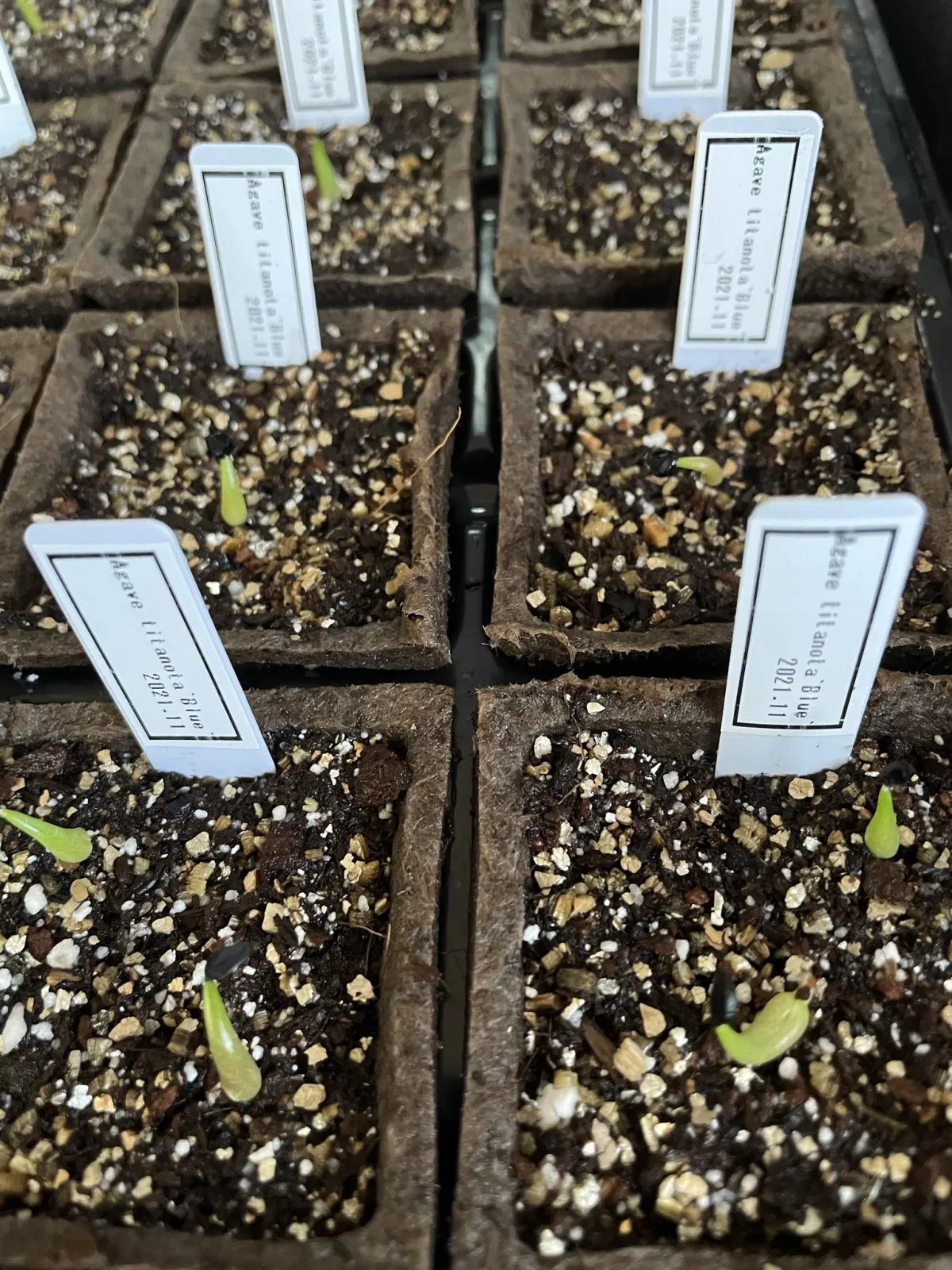 Agave titanota 'Blue' (アガベ チタノタブルー)